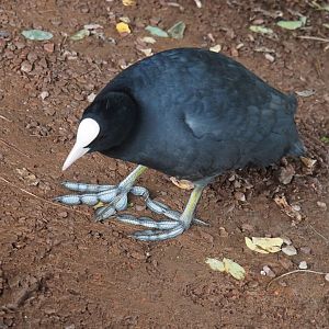 Wild Eurasian coot (Fulica atra), 2019-10-04