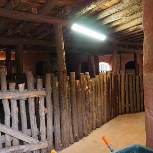 Ostrich and Ankole-Watusi cattle stables, 2019-10-04
