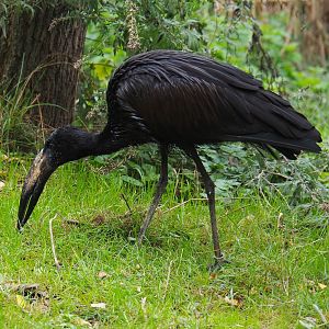 African openbill (Anastomus lamelligerus), 2019-10-04