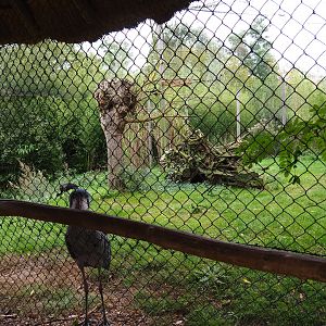 Shoebill - African openbill aviary, 2019-10-04