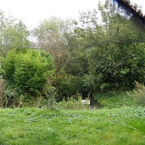 Shoebill - African openbill aviary, 2019-10-04