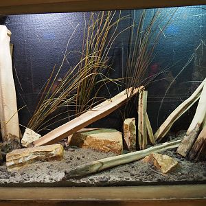 Colorado River toad terrarium, 2019-10-04