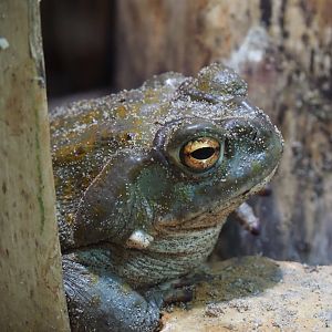 Colorado River toad (Incilius alvarius), 2019-10-04
