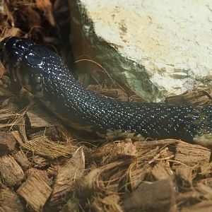 Forest cobra (Naja melanoleuca), 2019-10-04