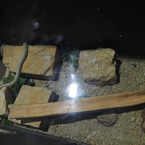 California king snake morph terrarium, 2019-10-04