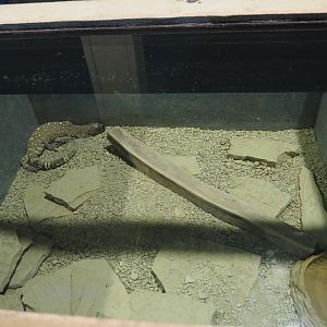 Rio Fuerte beaded lizard terrarium, 2019-10-04