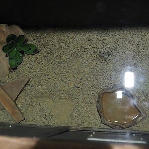 Desert horned viper terrarium, 2019-10-04