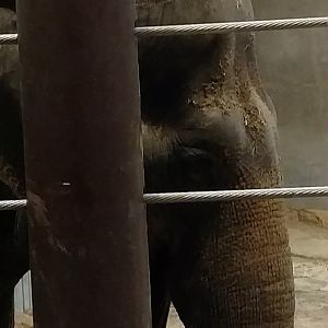 Shanthi, 44, Smithsonian National Zoo