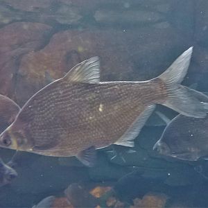 White Amur Bream