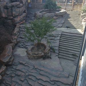 Weird Peacock Steps Exhibit