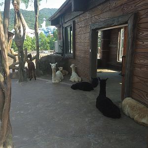 Alpaca Yard