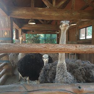 Ostriches