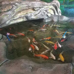 Carp Exhibit
