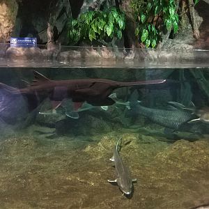 American Paddlefish