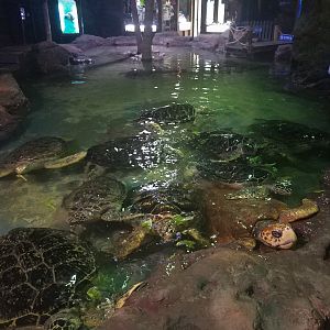 Sea Turtle Pool