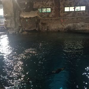 South American Fur Seal Pool