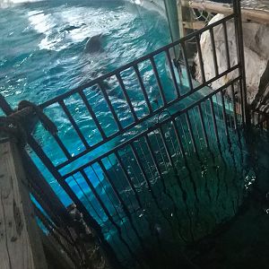 Dolphin Gate
