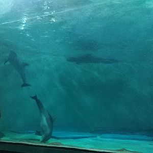 Bottlenose Dolphin & Long-finned Pilot Whale Pool