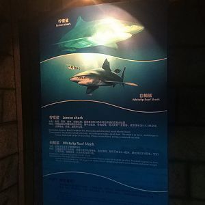 Shark Signage