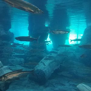 Changjiang Red Cyprinid