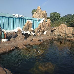 South American Fur Seal Pool