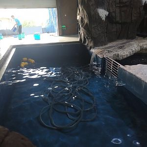 Beluga Isolation Pool