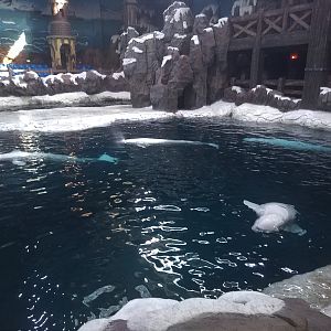 Beluga Pool