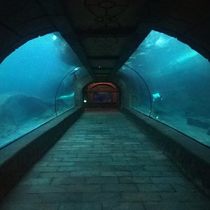 Beluga Underwater Viewing Tunnel