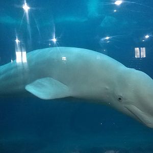 Beluga
