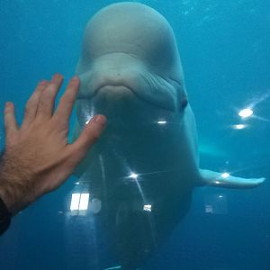 Beluga