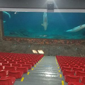 Beluga Viewing Seating