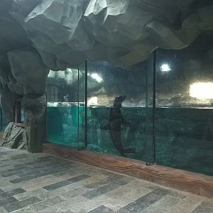 Californian Sea Lion