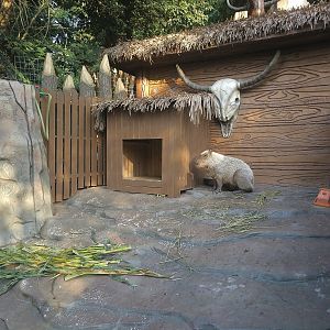 Capybara Exhibit