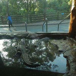 Chinese Alligators