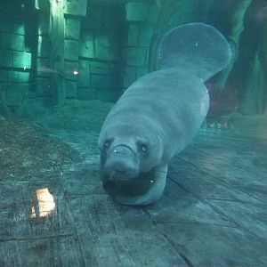 African Manatee