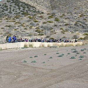 crowd ready to watch cheetah run