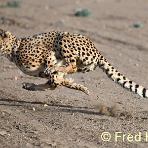 cheetah run demonstration