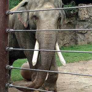 Spike, 37, Asian Elephant, Smithsonian National Zoo, August 2018