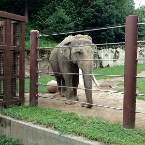 Spike, 37, Asian Elephant, Smithsonian National Zoo, 7/2018