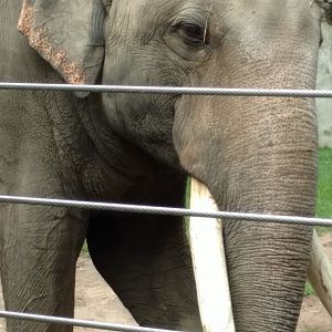 Spike, 37, Asian Elephant