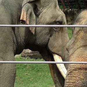 Spike, 37, Smithsonian National Zoo, July 2018