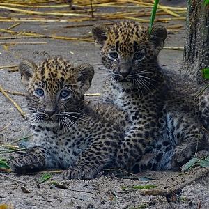 Sri Lankan leopard cubs