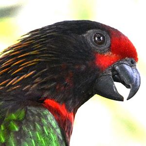Yellow-streaked lory portrait.