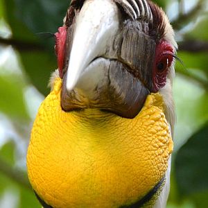 Male Wreathed hornbill portrait