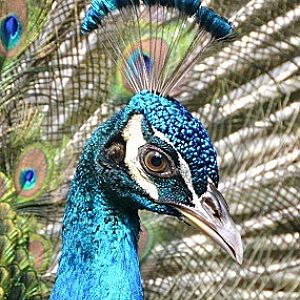 Blue peafowl portrait