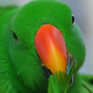 Male Eclectus parrot portrait