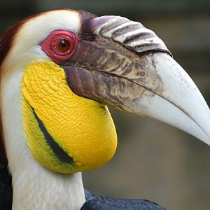Male Wreathed hornbill portrait
