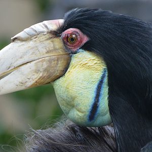 Female Wreathed hornbill portrait