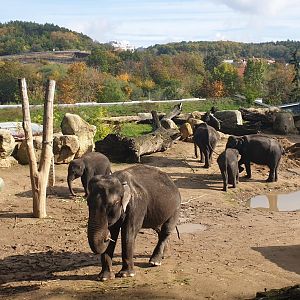 Asian Elephant complex