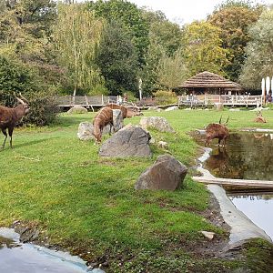 Western Sitatunga Enclosure